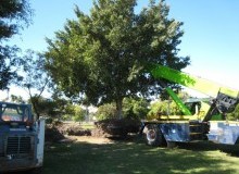 Kwikfynd Tree Management Services
augusta